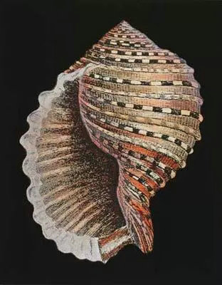 诱人的贝壳艺术(图3)