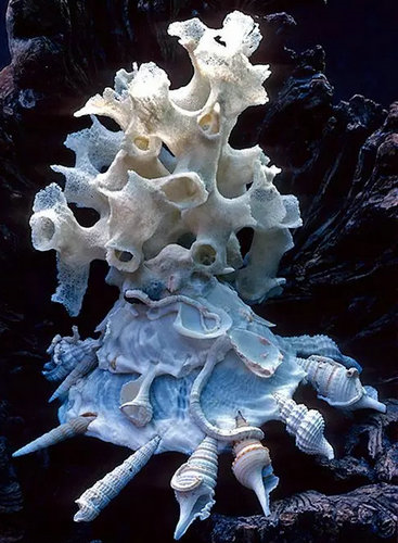 诱人的贝壳艺术(图11)