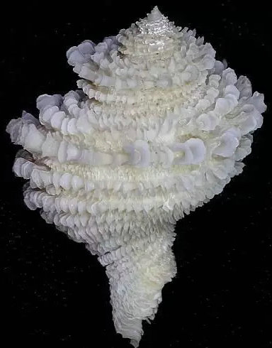 诱人的贝壳艺术(图12)