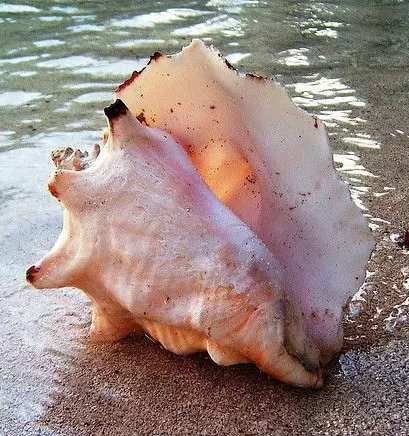 诱人的贝壳艺术(图14)