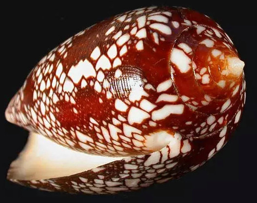 诱人的贝壳艺术(图15)
